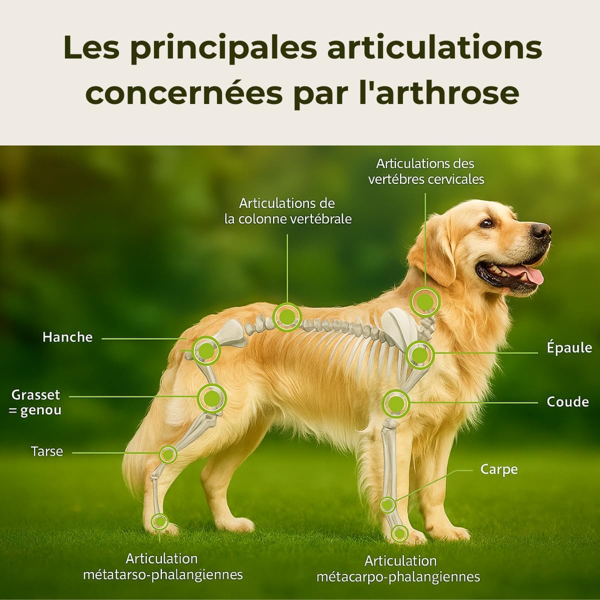 Complément Articulaire Chien